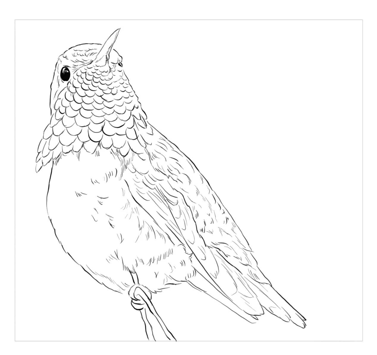 Dibujo de Colibri Abejorro para Colorear