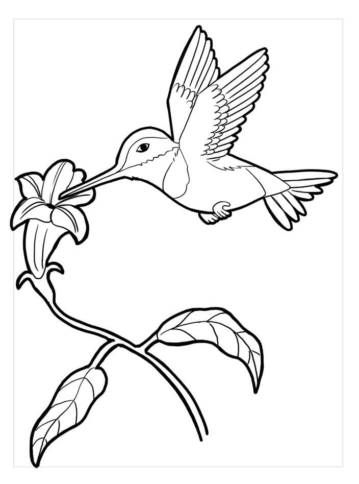 Dibujo de Colibri básico con Flor para Colorear