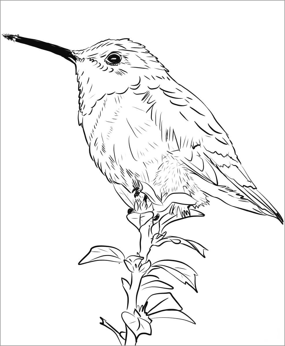 Dibujo de Colibri básico para Colorear