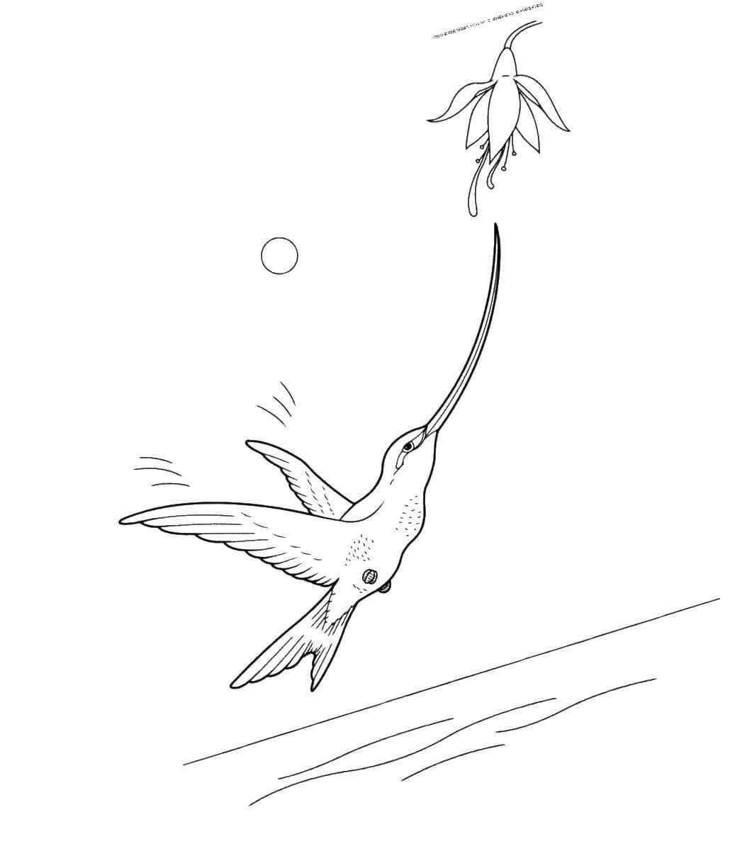 Dibujo de Colibri Divertido con Flor para Colorear