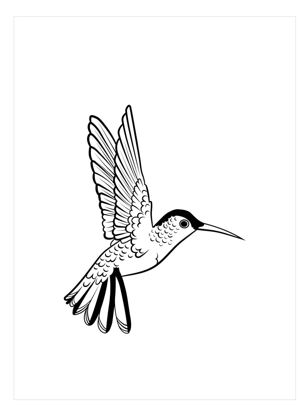 Dibujo de Colibri Garganta Rubi para Colorear