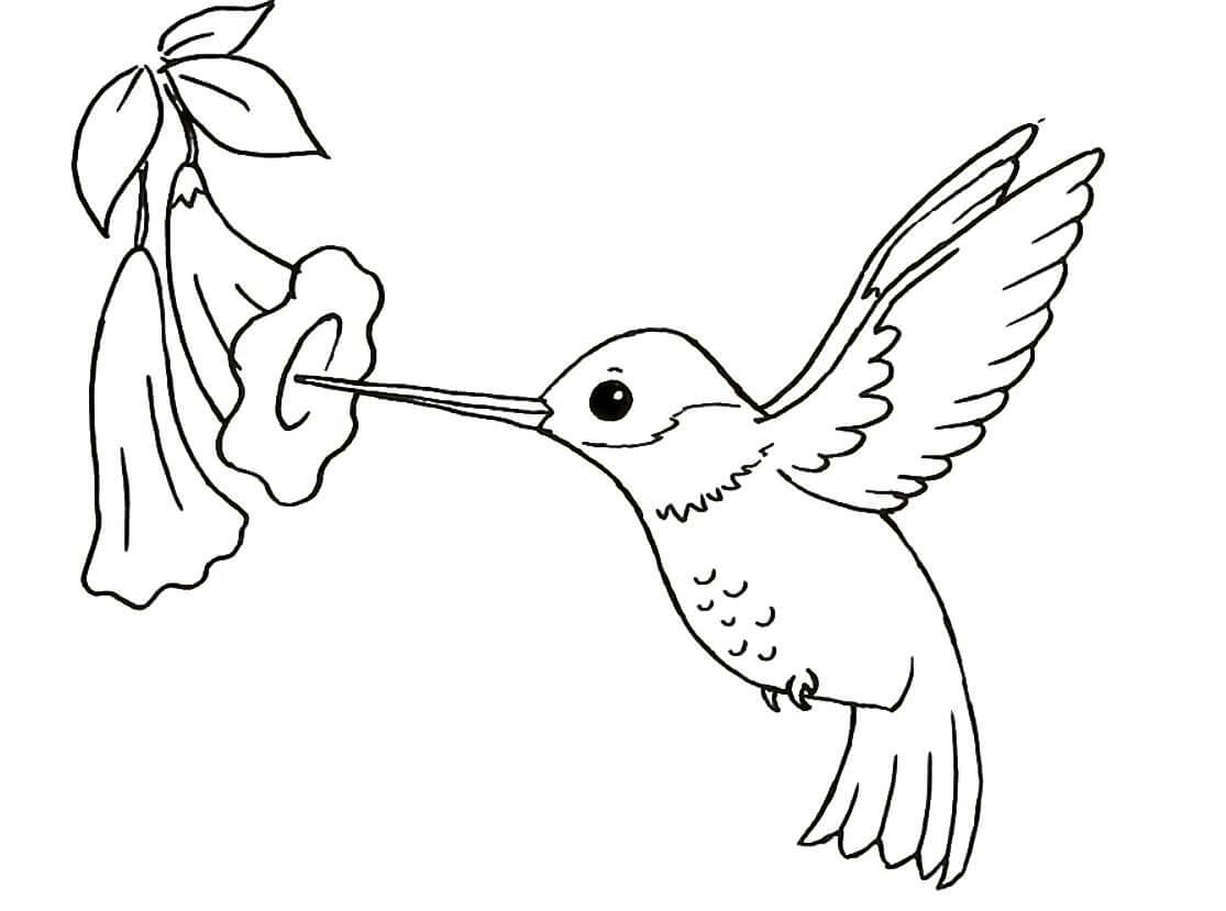 Dibujo de Colibri Normal con Flor para Colorear