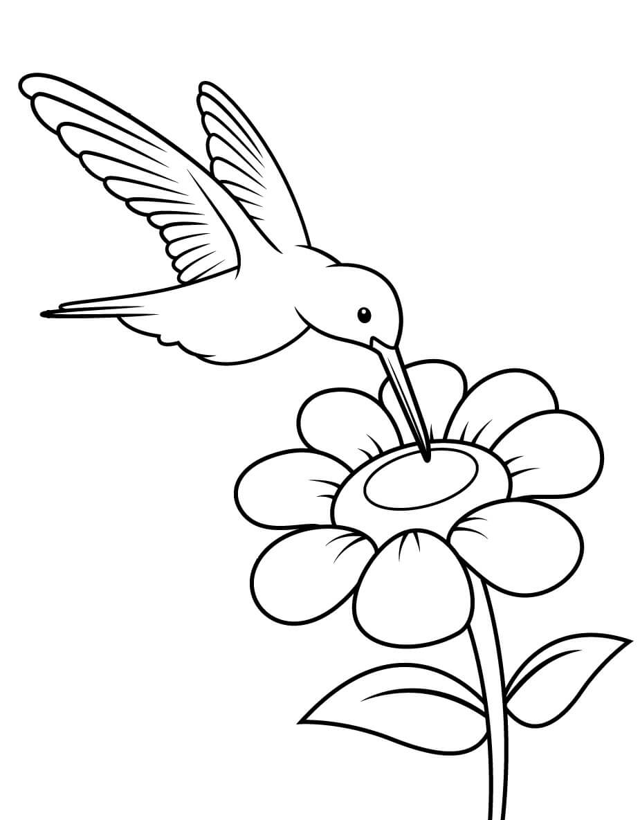 Dibujo de Colibri Simple con Flor para Colorear