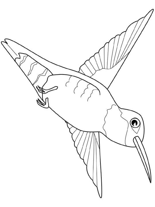 Dibujo de Colibri Volando para Colorear
