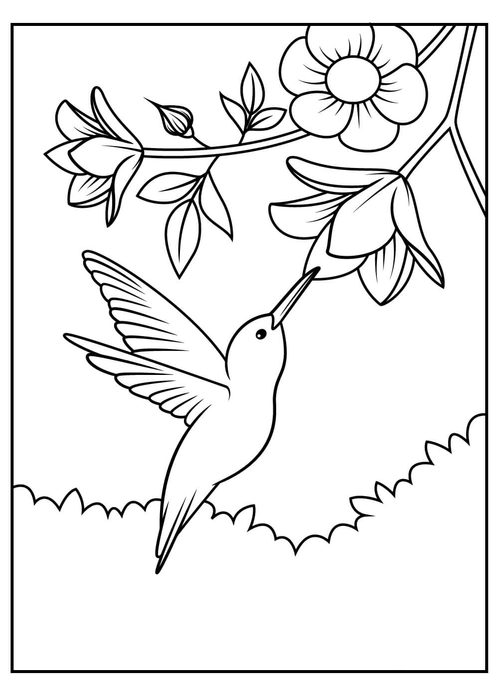 Dibujo de Colibri con Flor para Colorear