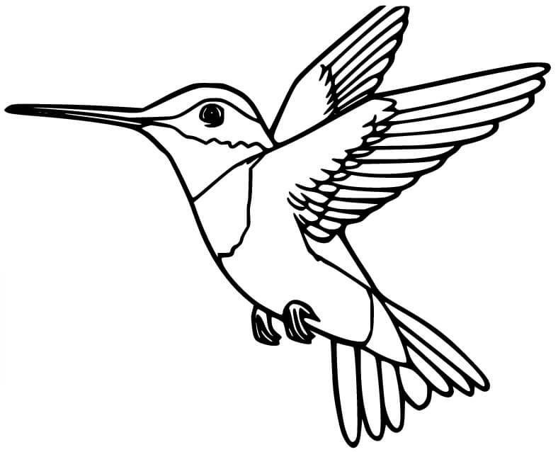 Dibujo de Colibri de Anas para Colorear