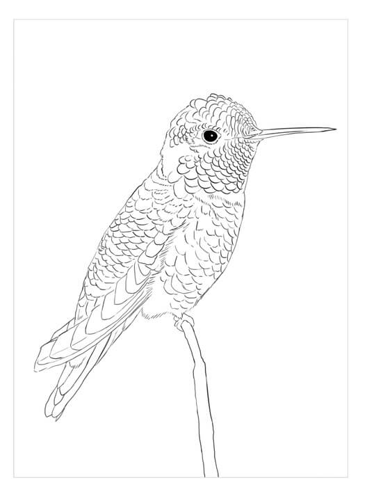Dibujo de Colibri de Anna básico para Colorear