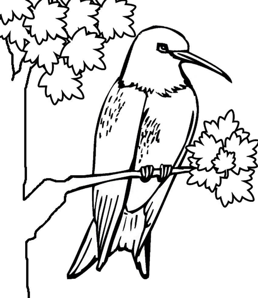 Dibujo de Colibri en árbol para Colorear