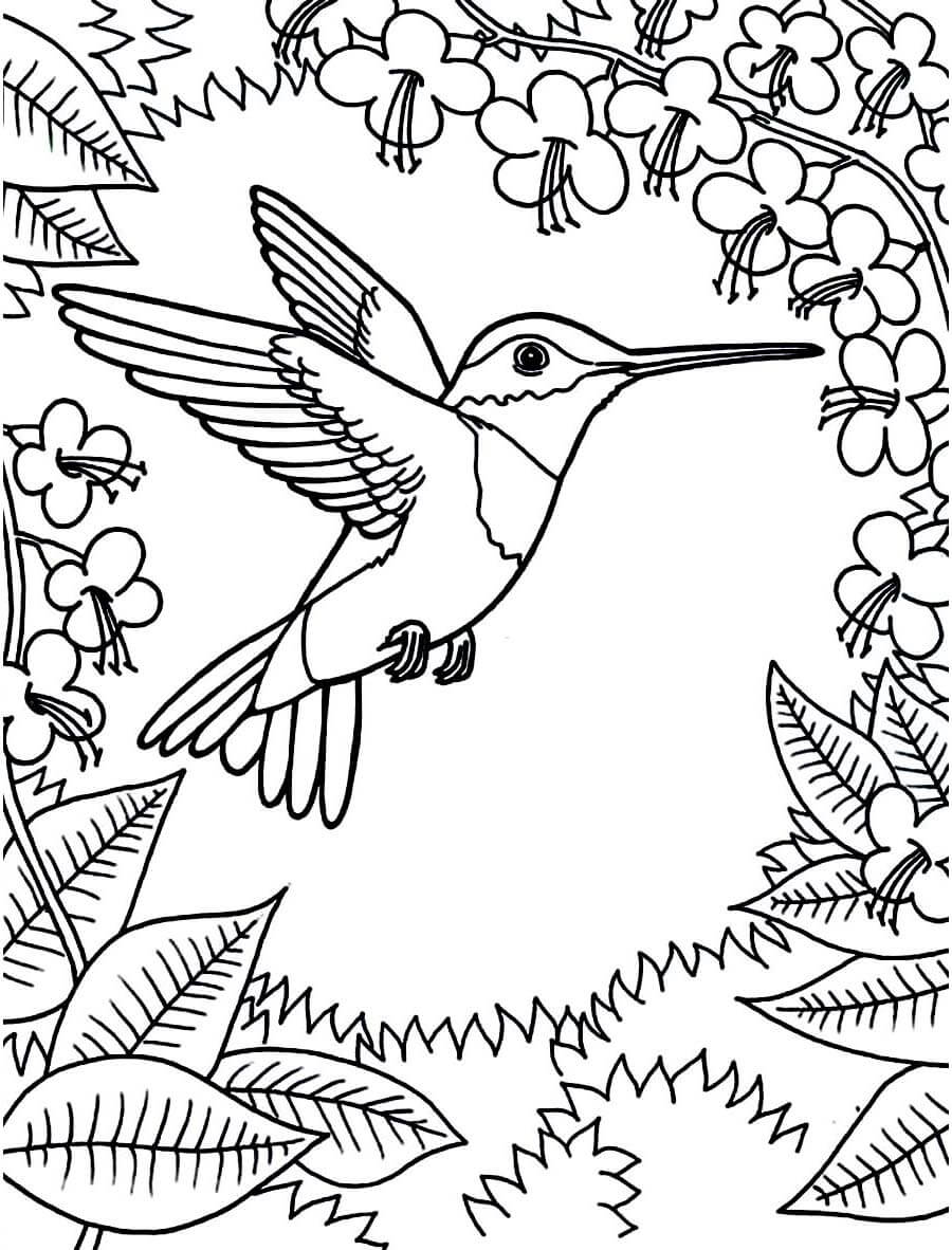 Dibujo de Colibri Es para Adultos para Colorear
