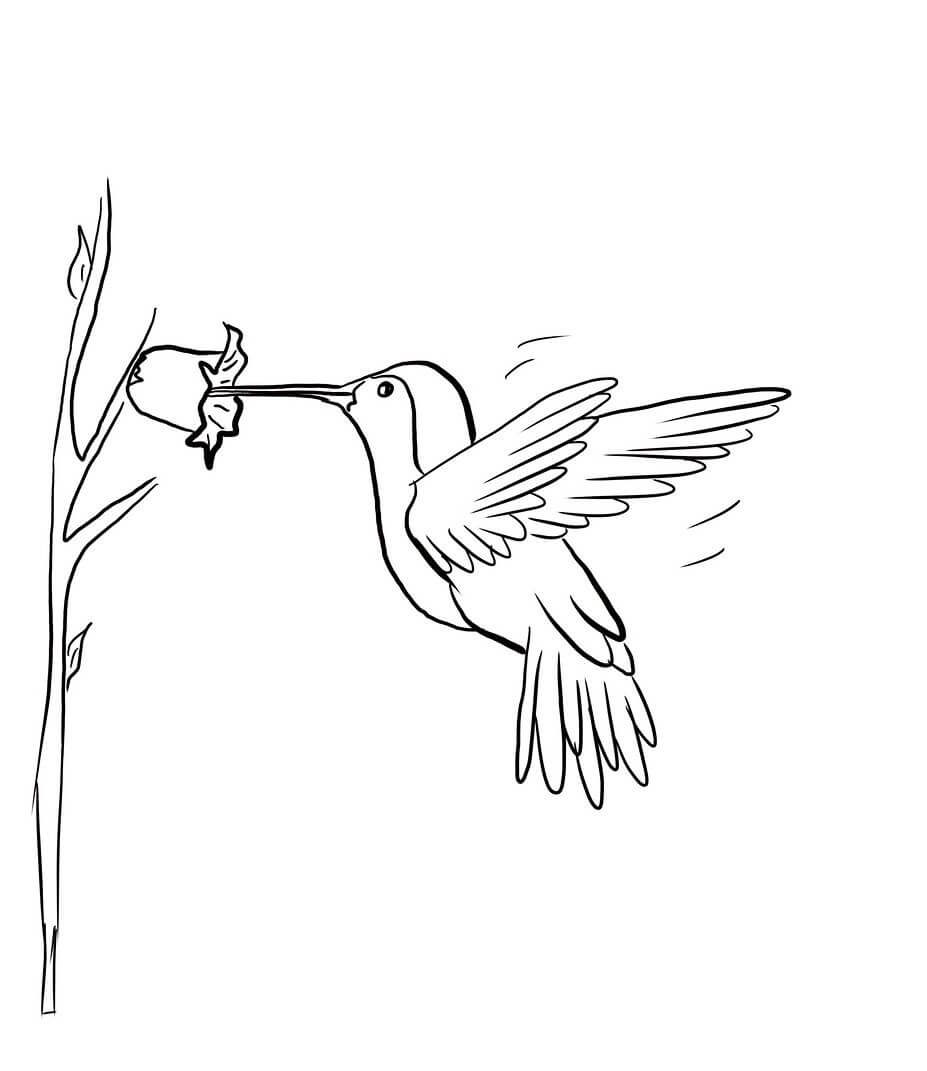 Dibujo de Colibri Volador con Flor para Colorear