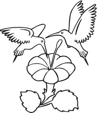 Dibujo de Dos Colibries con Flor para Colorear