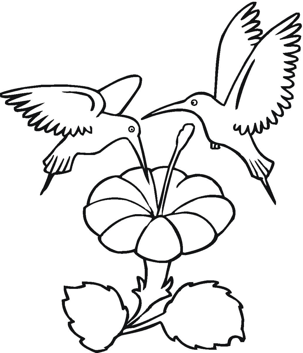 Dibujo de Dos Colibries con Flor para Colorear