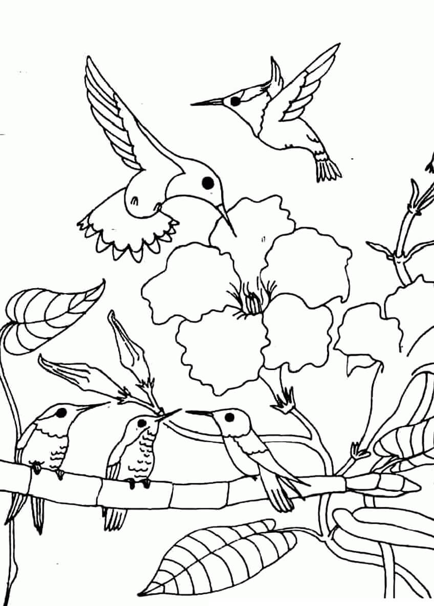 Dibujo de Familia básica de Colibries en el árbol para Colorear
