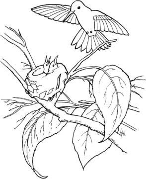 Dibujo de Familia de Colibries en el árbol para Colorear
