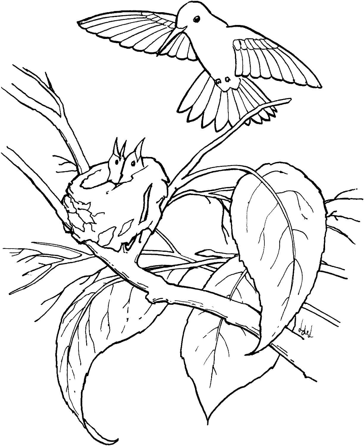 Dibujo de Familia de Colibries en el árbol para Colorear