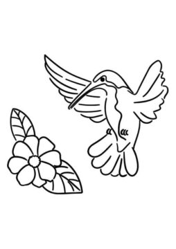Dibujo de Flor y Hoja de Colibri para Colorear