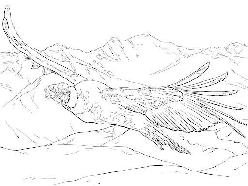 Dibujo de Cndor Andino Volador para Colorear