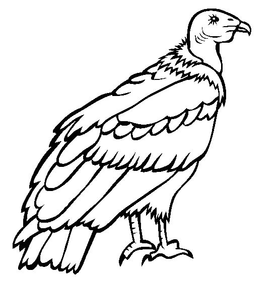 Dibujo de Cndor Andino para Colorear
