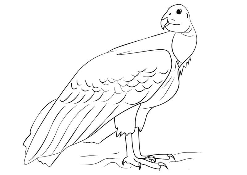 Dibujo de Cndor Asombroso para Colorear