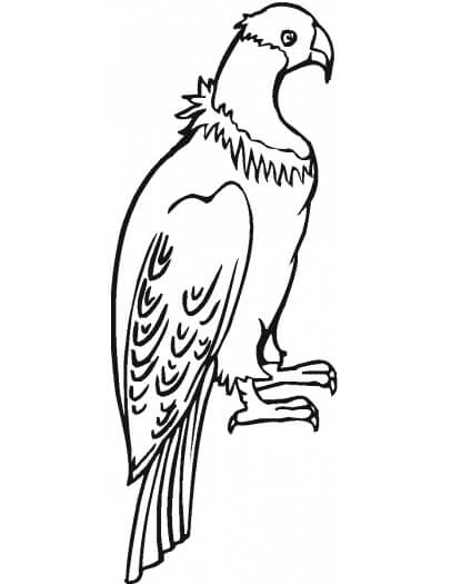 Dibujo de Cndor Bsico para Colorear