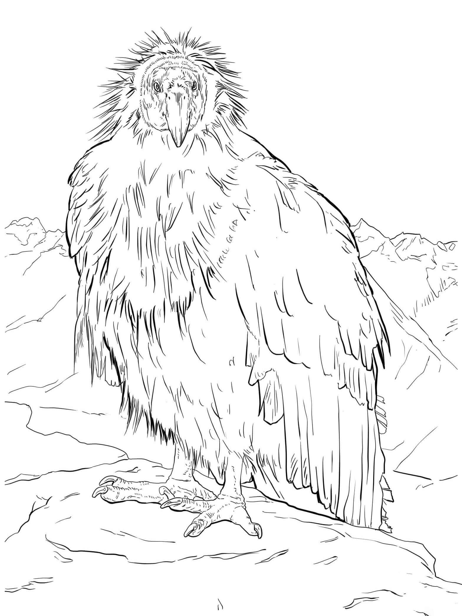 Dibujo de Cndor Fresco para Colorear