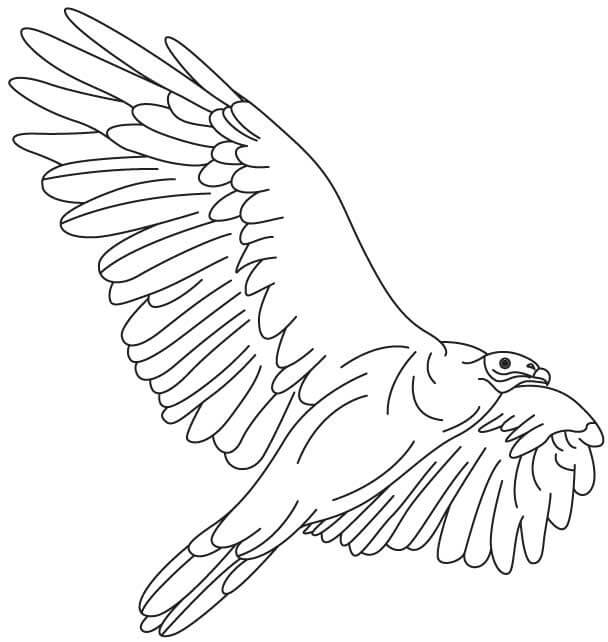 Dibujo de Cndor Impresionante para Colorear