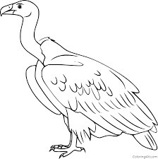 Dibujo de Cndor Imprimible para Colorear