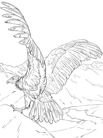 Dibujo de Cndor Normal para Colorear