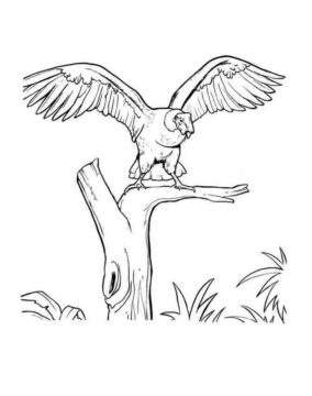 Dibujo de Cndor Posicin en Rbol para Colorear