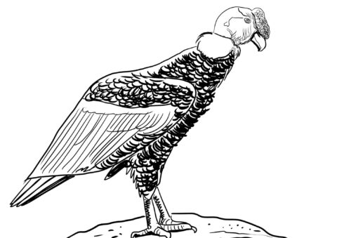 Dibujo de Cndor Realista para Colorear