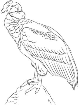 Dibujo de Cndor Sobre una Roca para Colorear