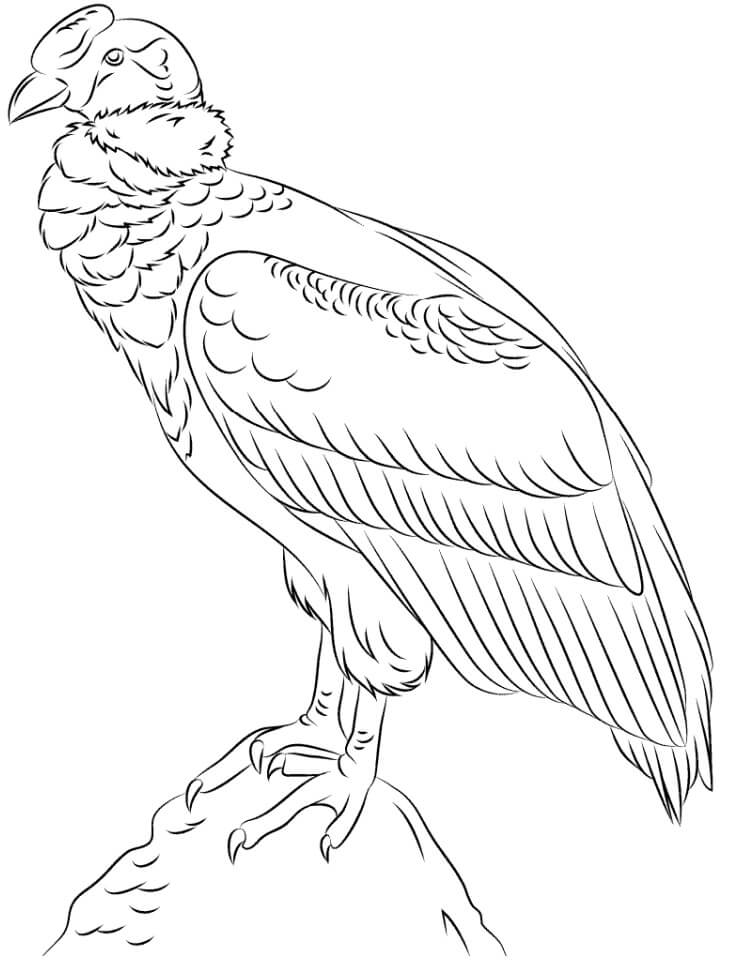 Dibujo de Cndor Sobre una Roca para Colorear