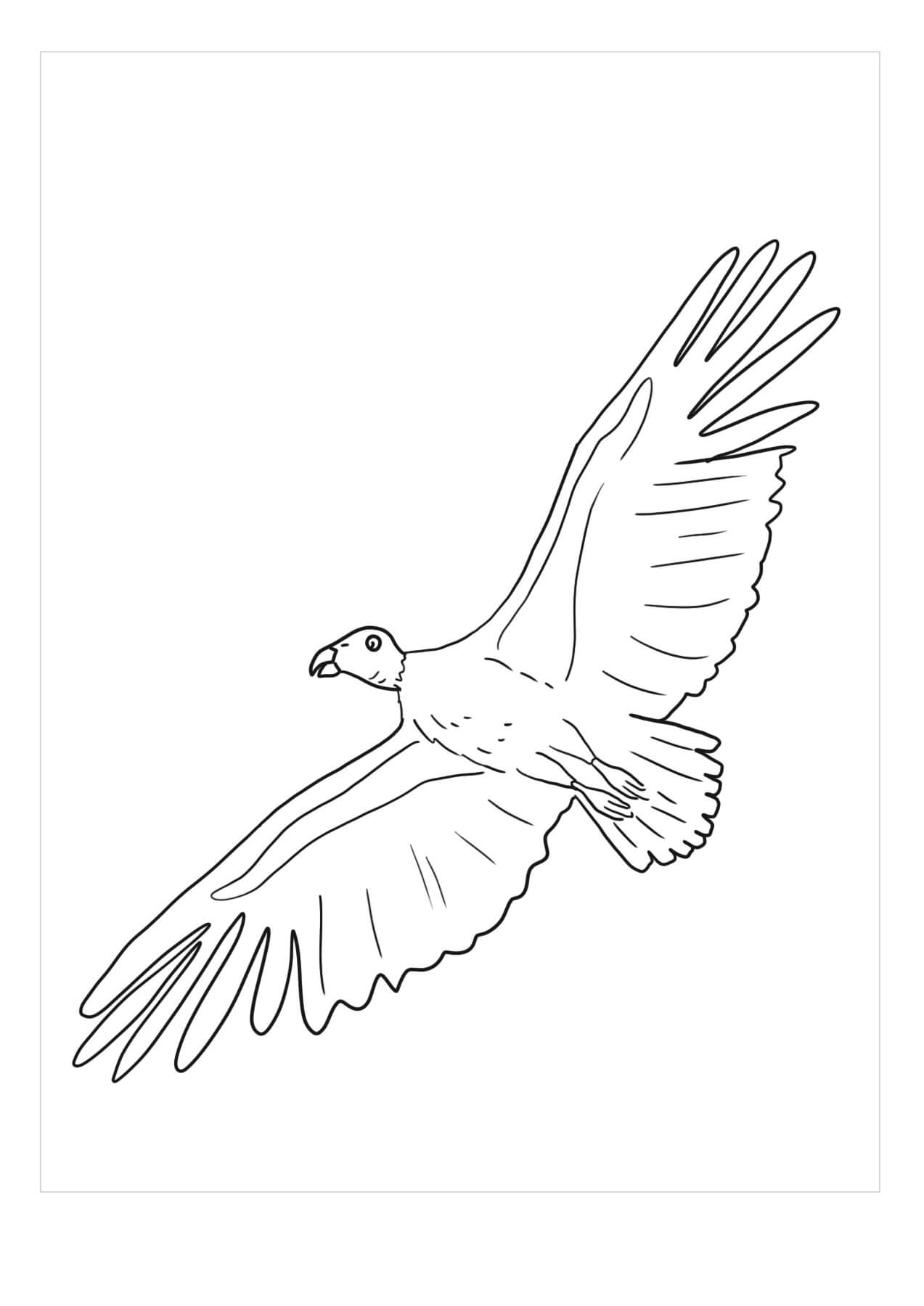 Dibujo de Cndor Vuelo para Colorear