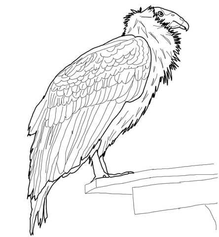 Dibujo de Cndor de California Posado para Colorear
