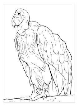 Dibujo de Del Cndor de California para Colorear