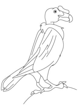 Dibujo de Dulce Cndor para Colorear