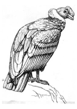 Dibujo de Gran Cndor para Colorear