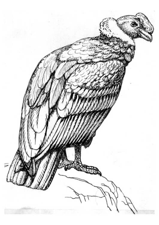 Dibujo de Gran Cndor para Colorear