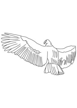 Dibujo de Un Cndor Andino Se Eleva para Colorear