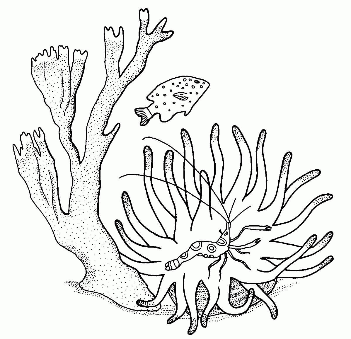 Dibujo de Coral Camarones y Pescado para Colorear