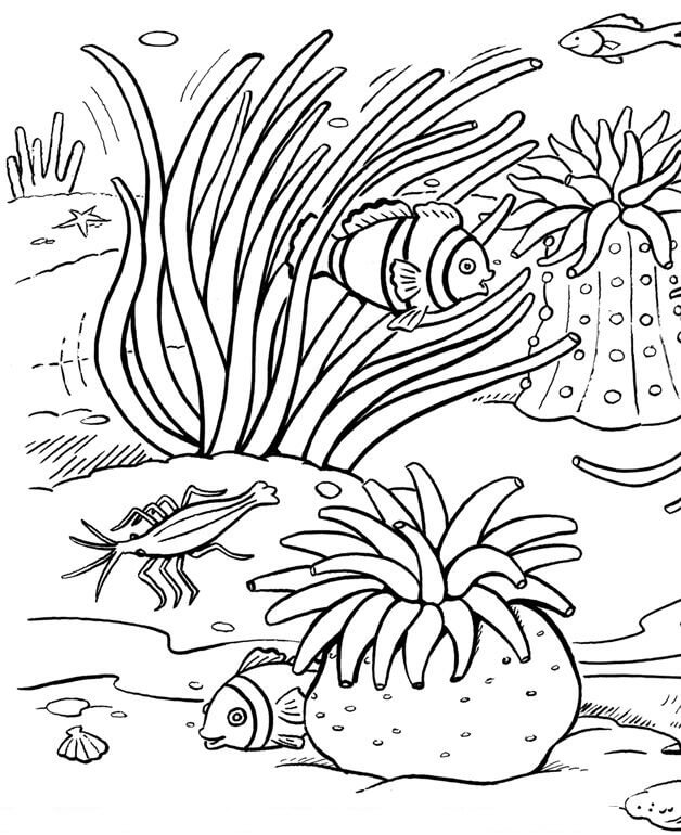 Dibujo de Coral Impresionante para Colorear