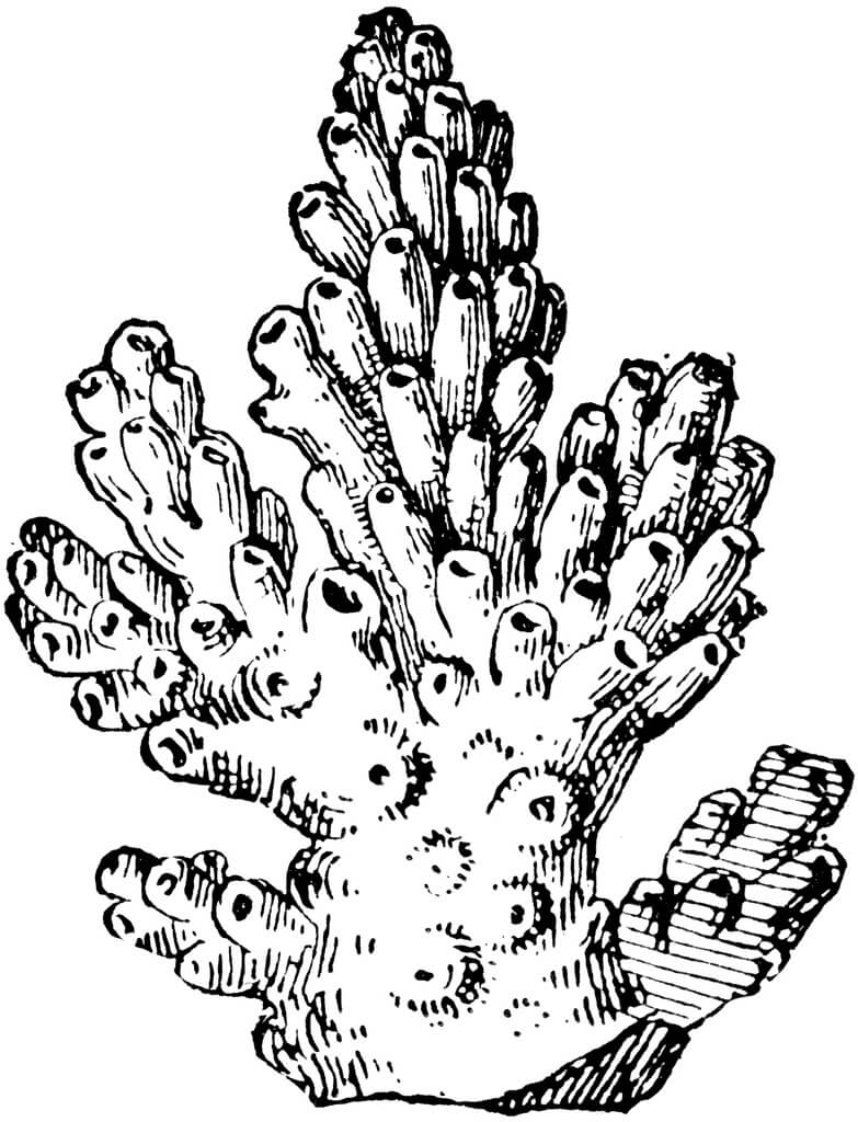 Dibujo de Coral Perfecto para Colorear