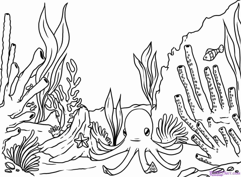 Dibujo de Coral y Pulpo para Colorear