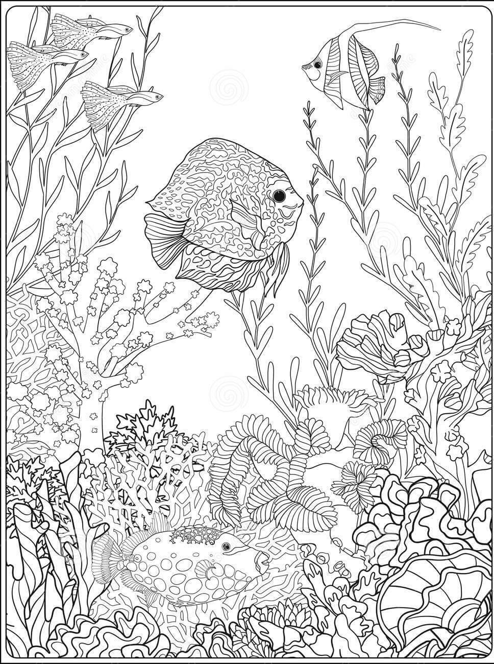 Dibujo de Coral para Colorear