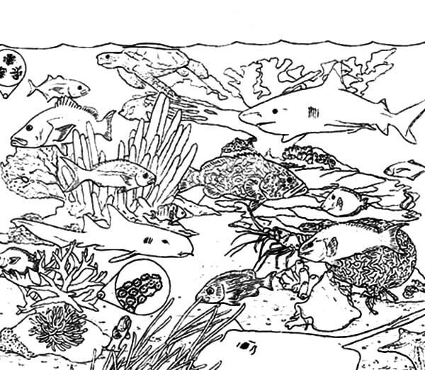 Dibujo de Ecosistema de Arrecifes de Coral para Colorear