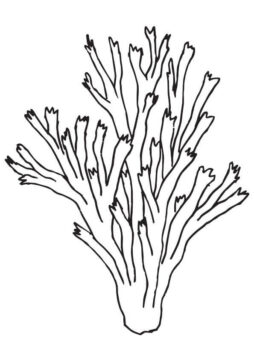 Dibujo de Pilar Coral para Colorear