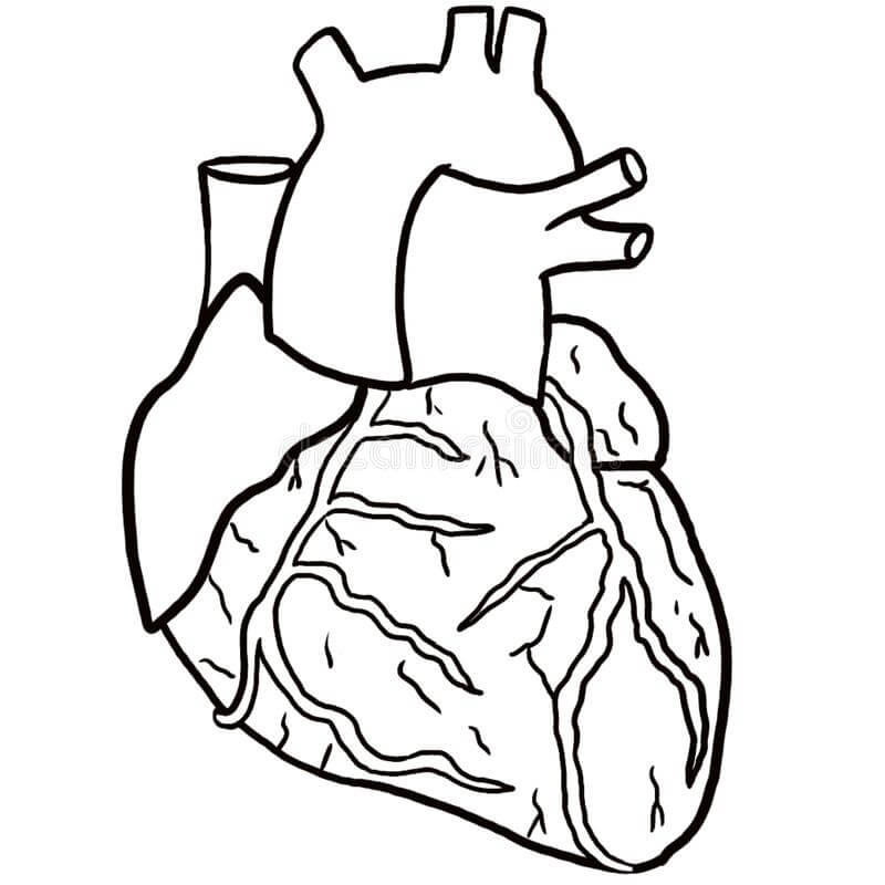 Dibujo de Corazn Anatmico para Colorear