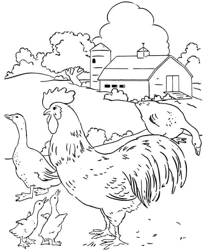 Dibujo de Corral de Pollo y Pato para Colorear