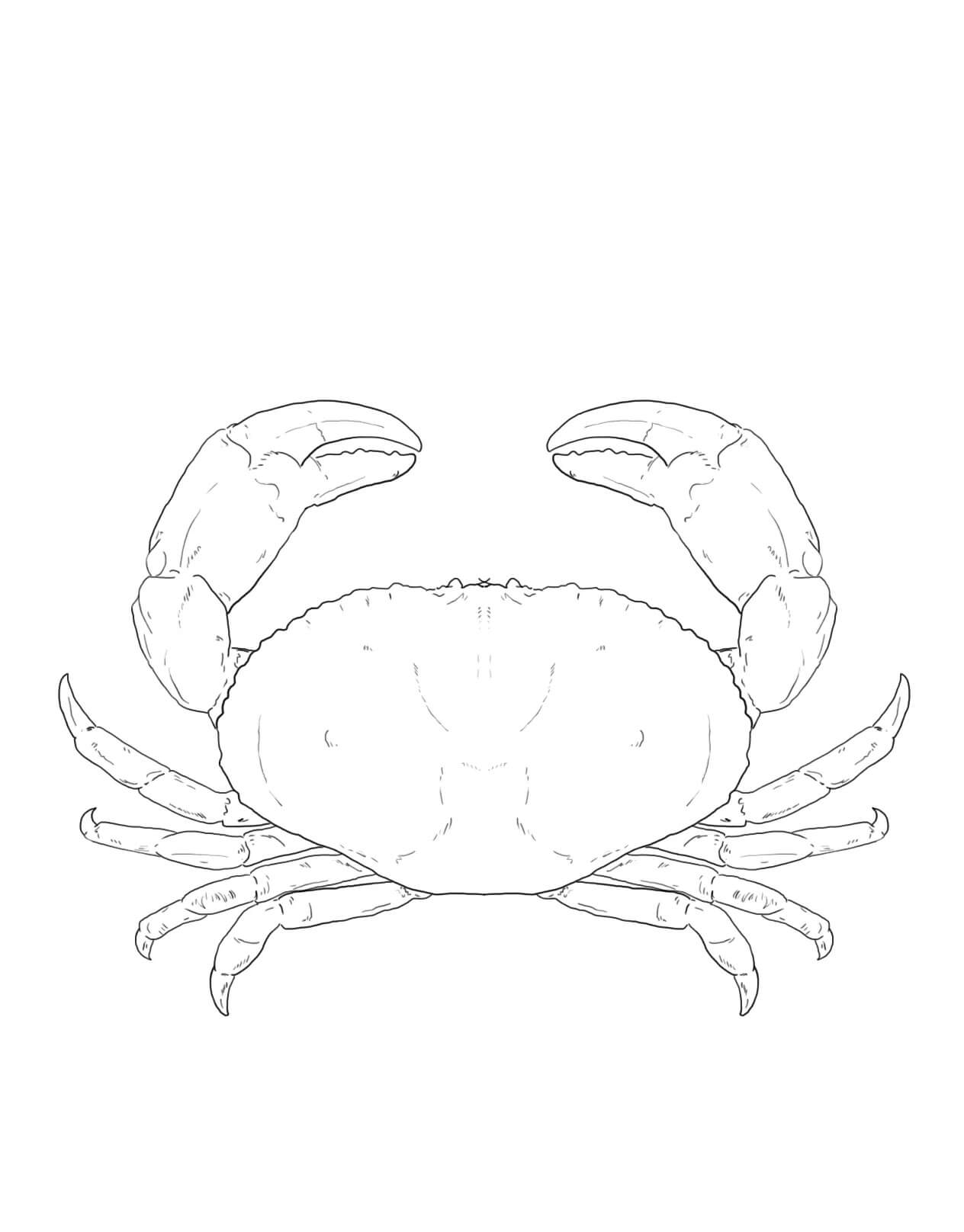 Dibujo de Cangrejo de Roca Roja para Colorear