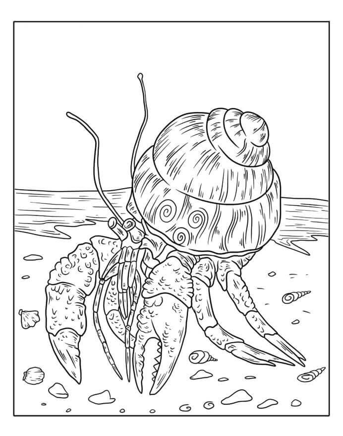 Dibujo de Cangrejo Ermitano Caminando por la Playa para Colorear